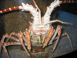 homard. Auteur : Julie Moreau