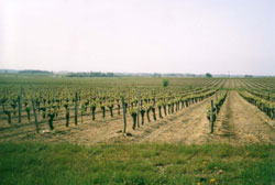 Les vignes. Auteur : J.Moreau